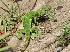 Ctenosaura pectinata