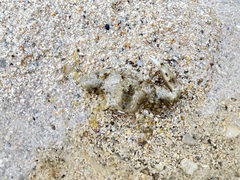 Charybdis japonica