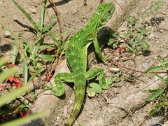 Ctenosaura pectinata