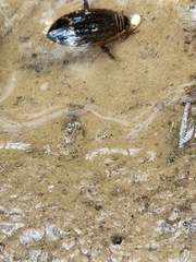 Acilius abbreviatus