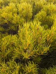 Orites acicularis