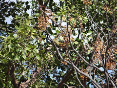 Chlorocichla flaviventris