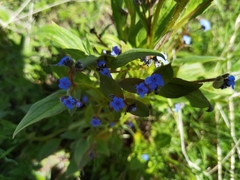 Microula sikkimensis