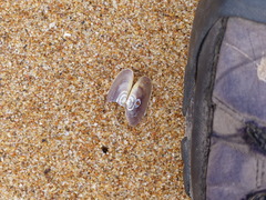 Hiatula alba