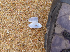 Hiatula alba