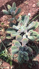 Echeveria pulvinata