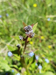 Microula sikkimensis