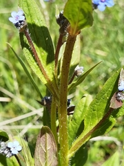 Microula sikkimensis