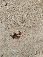Probergrothius nigricornis