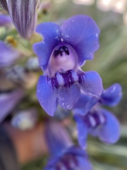 Penstemon speciosus