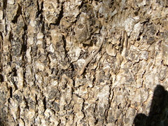 Cryptoblepharus virgatus