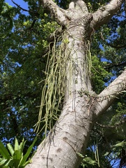 Rhipsalis lindbergiana