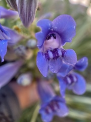 Penstemon speciosus
