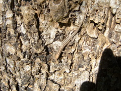 Cryptoblepharus virgatus