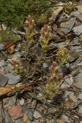 Castilleja pilosa