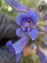 Penstemon speciosus