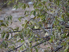 Chlorocichla flaviventris