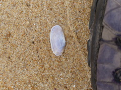 Hiatula alba