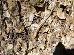 Cryptoblepharus virgatus