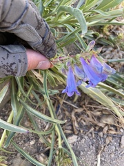Penstemon speciosus