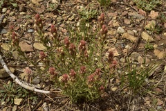 Castilleja pilosa