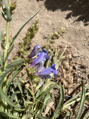 Penstemon speciosus