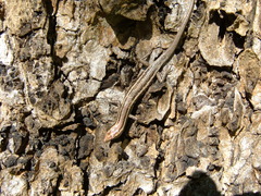 Cryptoblepharus virgatus