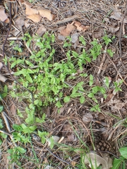 Moehringia trinervia