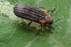 Odontota scapularis