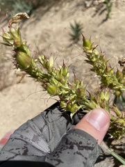 Penstemon speciosus