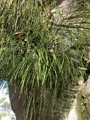 Rhipsalis floccosa
