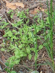 Moehringia trinervia