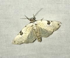 Leuconycta