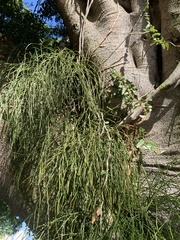 Rhipsalis floccosa
