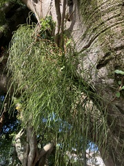 Rhipsalis floccosa