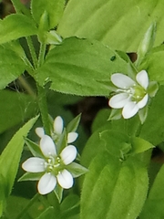 Moehringia trinervia