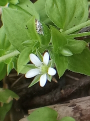 Moehringia trinervia
