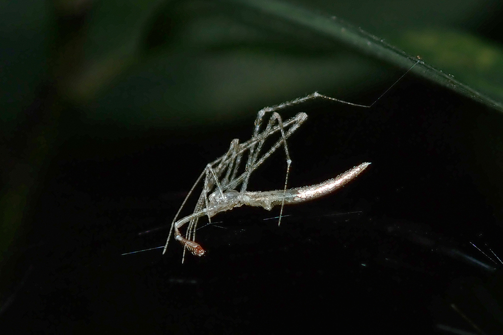 Rhomphaea sagana