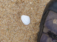 Macomona deltoidalis