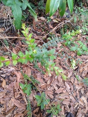 Vaccinium floribundum