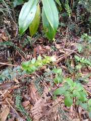 Vaccinium floribundum