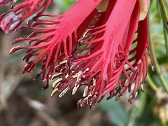 Melaleuca granitica