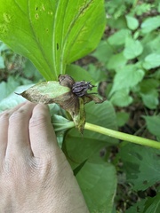 Trillium rugelii