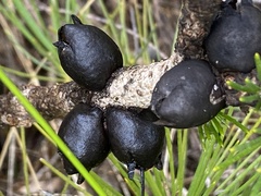 Melaleuca granitica