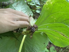 Trillium rugelii