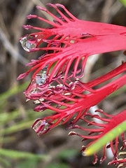 Melaleuca granitica