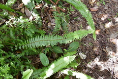 Nephrolepis rivularis