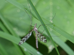 Tipula trivittata