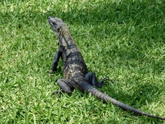 Ctenosaura pectinata