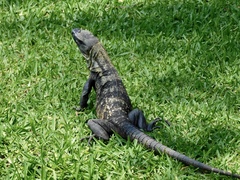 Ctenosaura pectinata